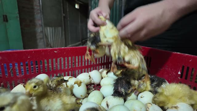 Newly Hatched Ducklings