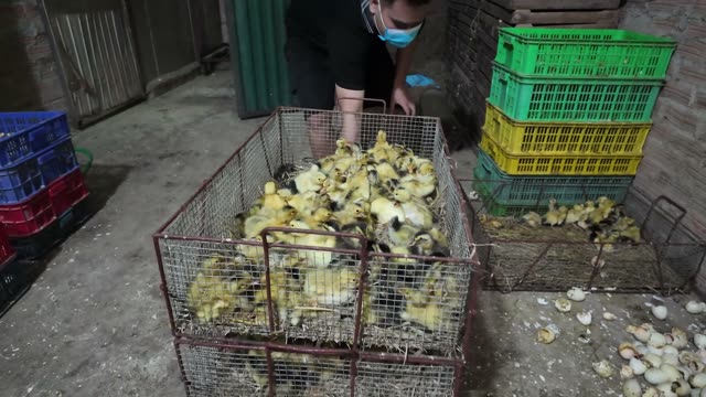 Newly Hatched Ducklings