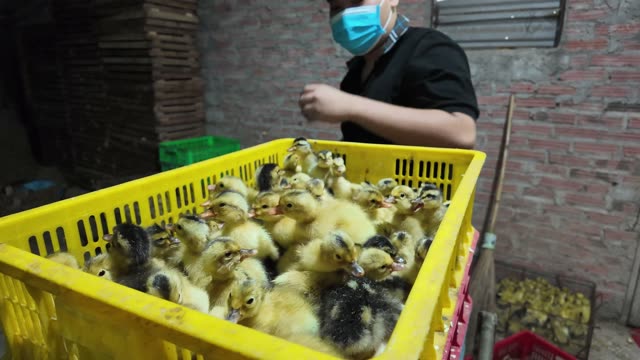 Newly Hatched Ducklings