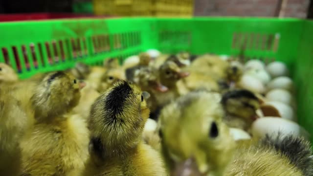 Newly Hatched Ducklings