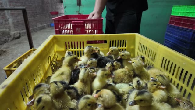 Newly Hatched Ducklings