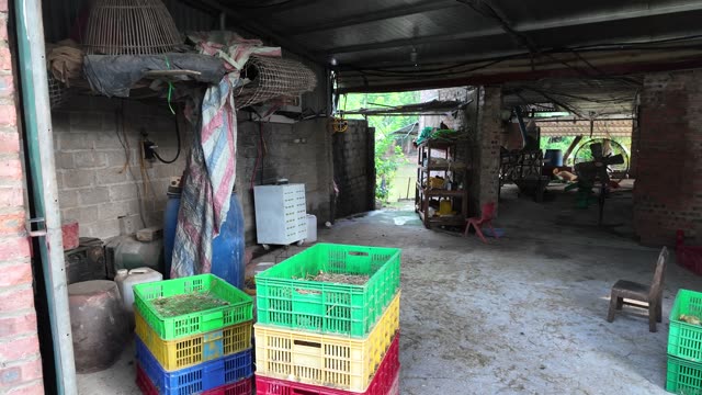 Ducks At The Duck Farm