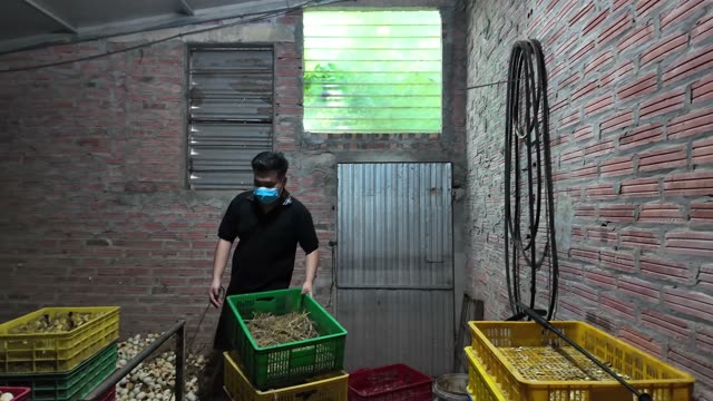 Ducks At The Duck Farm