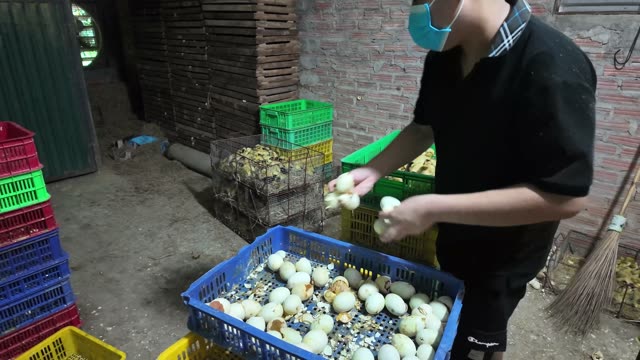 Newly Hatched Ducklings