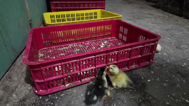 Newly Hatched Ducklings
