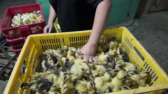 Newly Hatched Ducklings