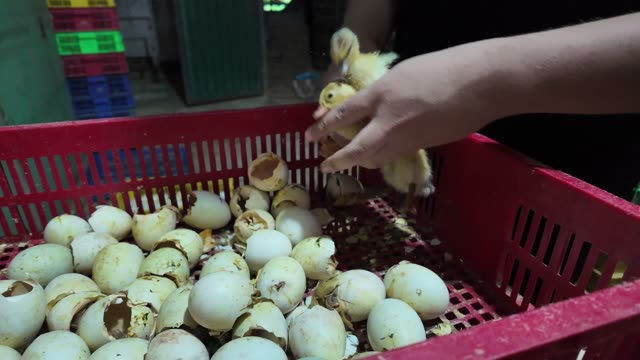 Newly Hatched Ducklings
