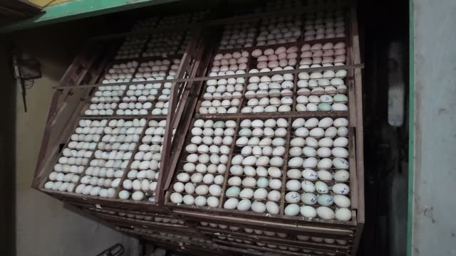Duck Egg Incubation Room