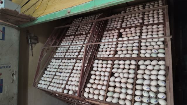 Duck Egg Incubation Room