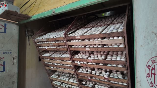 Duck Egg Incubation Room