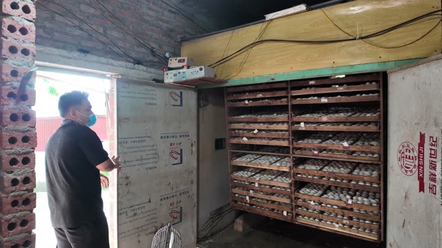 Duck Egg Incubation Room