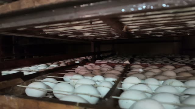 Duck Egg Incubation Room
