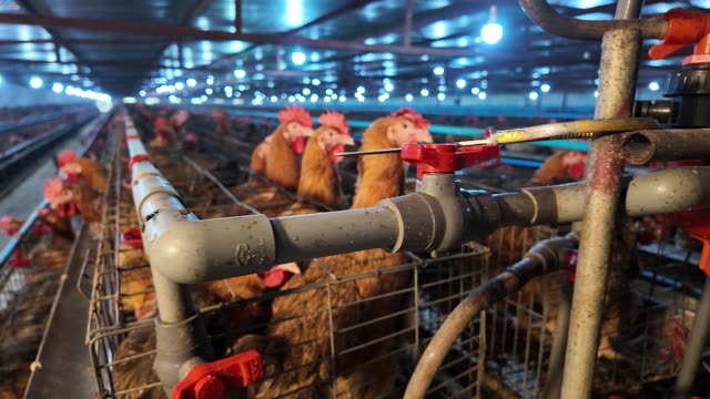 Chicken Farm Feed Storage