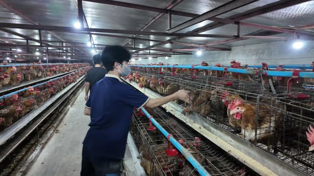 Chicken Farm Feed Storage