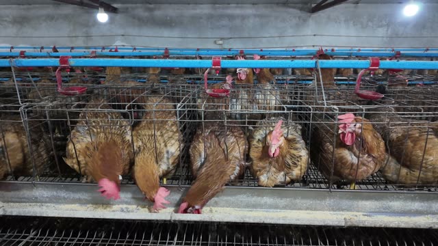 Inside A Chicken Farm Coop