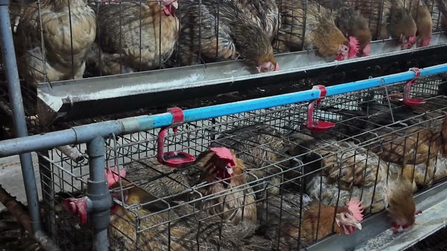 Chicken Farm Feed Storage