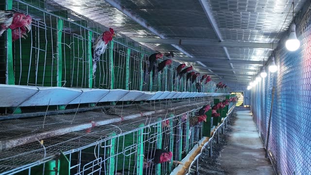 Hens In The Poultry Farm