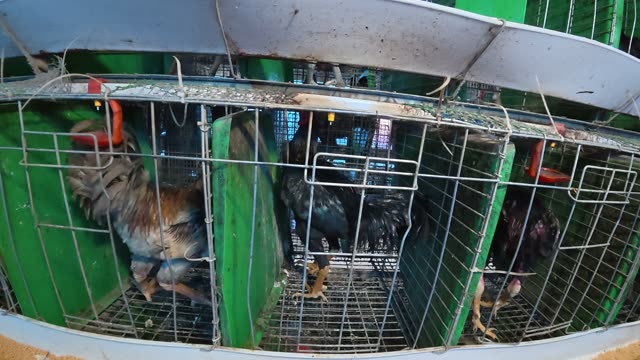 Inside A Chicken Farm Coop