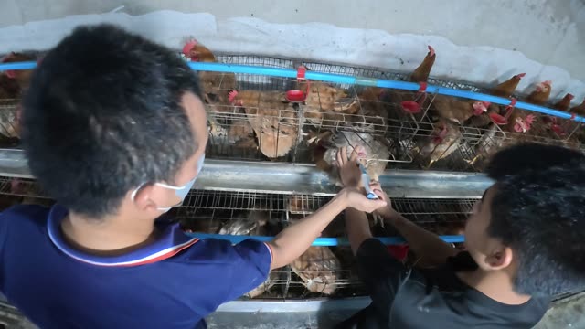 Hens In The Poultry Farm