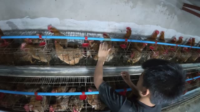 Hens In The Poultry Farm