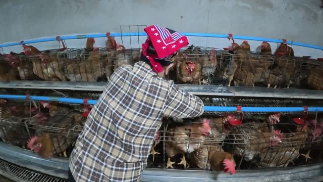 Free-Range Chickens In The Barn