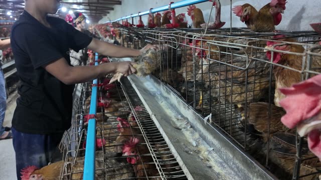 Hens In The Poultry Farm