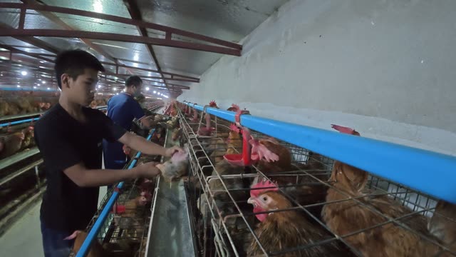 Inside A Chicken Farm Coop