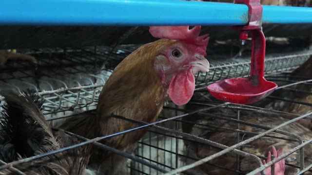 Inside A Chicken Farm Coop