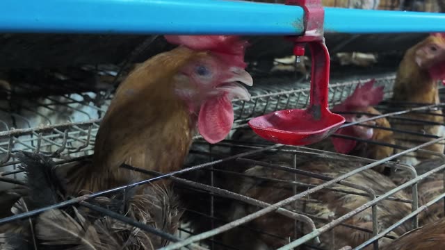 Inside A Chicken Farm Coop