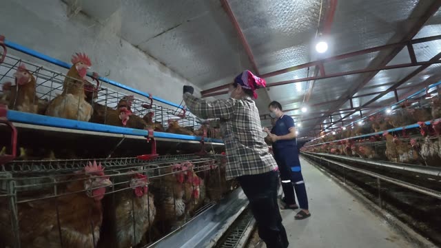 Chicken Farm Feed Storage