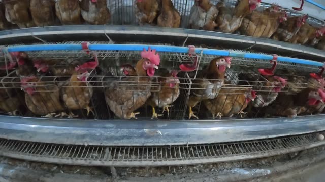 Hens In The Poultry Farm