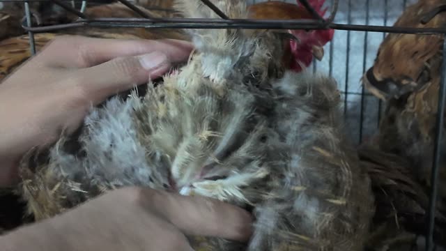 Free-Range Chickens In The Barn