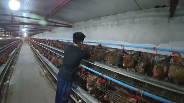 Free-Range Chickens In The Barn