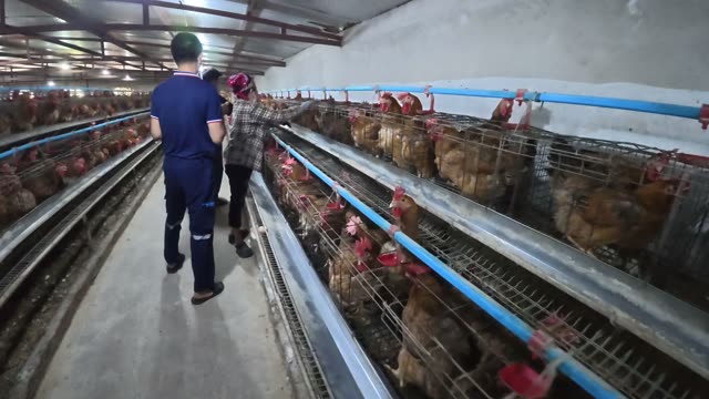 Chicken Farm Feed Storage