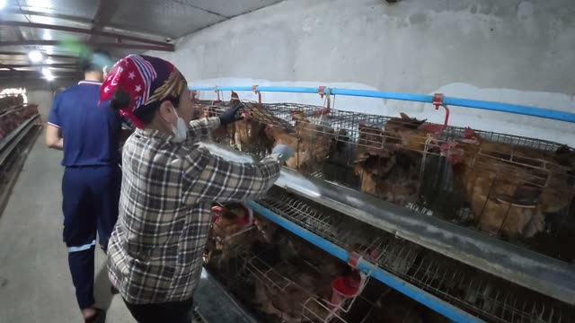 Chicken Farm Feed Storage