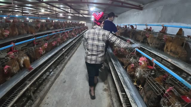 Hens In The Poultry Farm