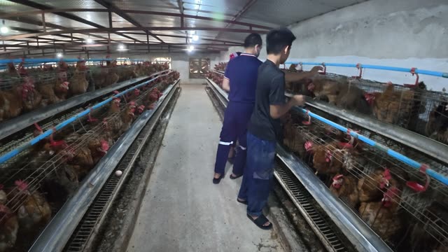Hens In The Poultry Farm