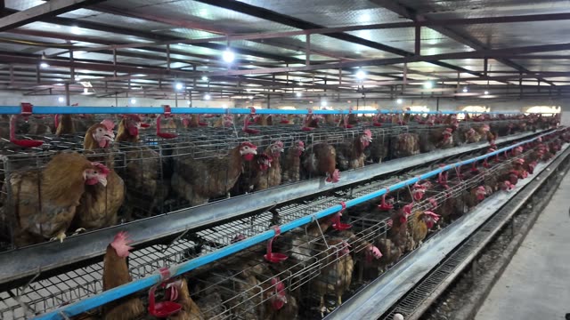Inside A Chicken Farm Coop