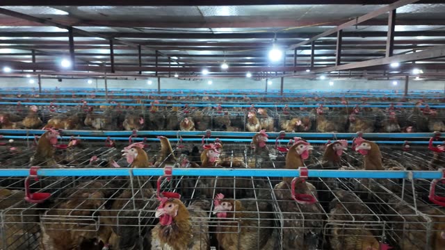 Free-Range Chickens In The Barn