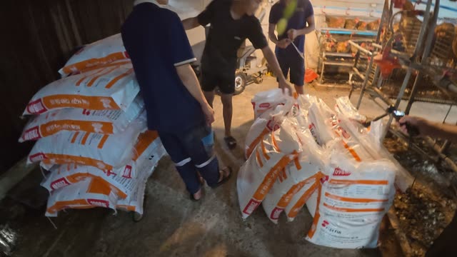 Collecting Eggs At The Chicken Farm