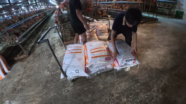 Collecting Eggs At The Chicken Farm