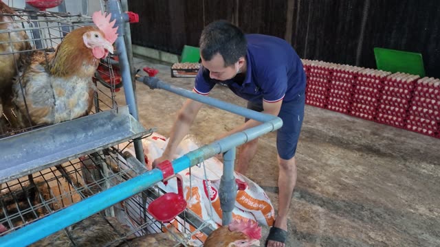 Collecting Eggs At The Chicken Farm