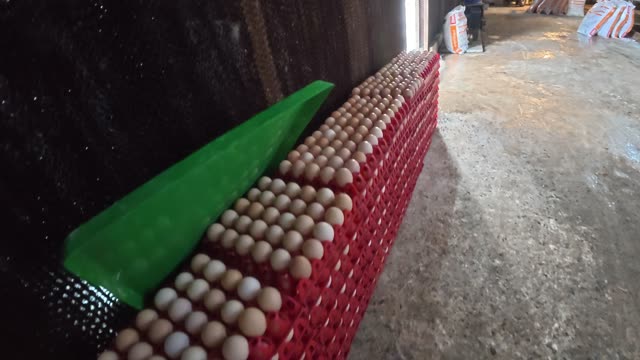 Collecting Eggs At The Chicken Farm