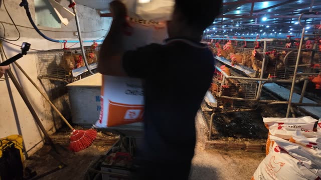 Free-Range Chickens In The Barn