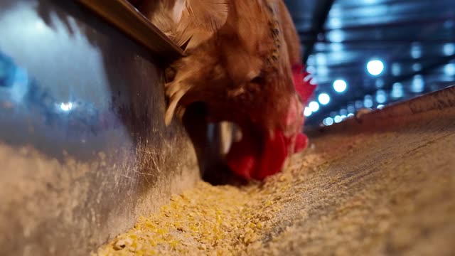 Free-Range Chickens In The Barn