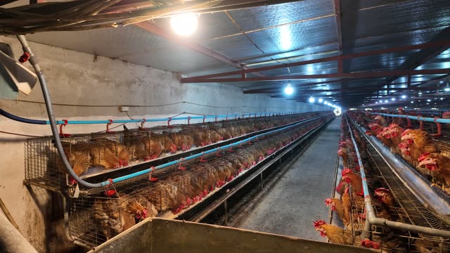 Collecting Eggs At The Chicken Farm