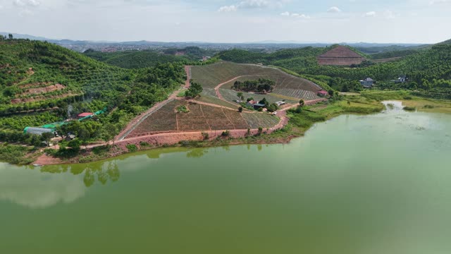 Pineapple Plantation On Hillside — Shot 1