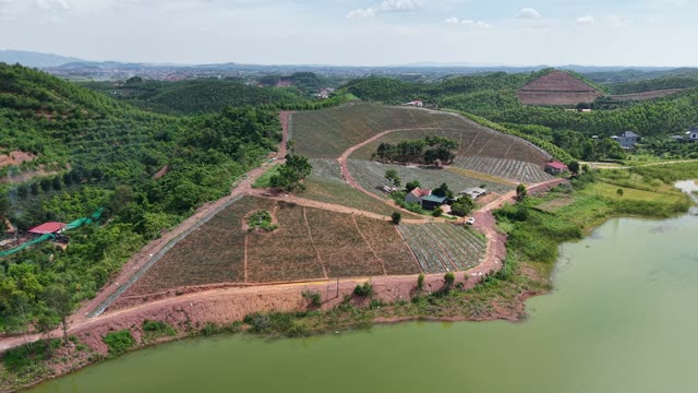 Pineapple Plantation On Hillside — Shot 2