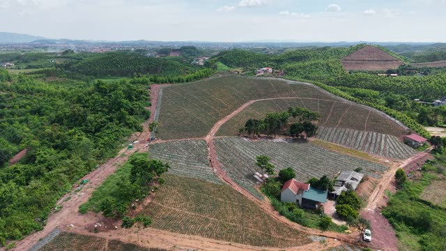 Pineapple Plantation On Hillside — Shot 3