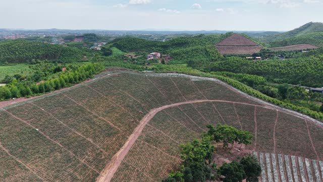 Pineapple Plantation On Hillside — Shot 4